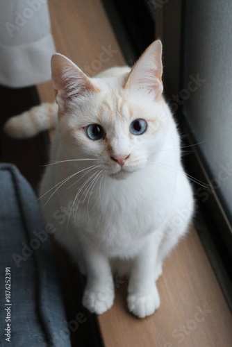 Honey-colored cat