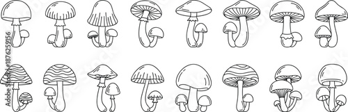 Hand-drawn mushroom vector set featuring various fungi shapes, forest toadstools, botanical illustrations, organic nature elements and whimsical designs