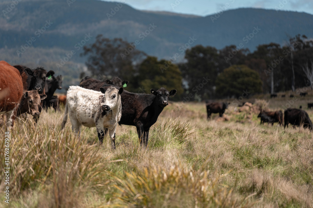 Fototapeta premium australian cows on a farm practicing Regenerative Beef Farming, Carbon Neutral Ranching, and Soil Health