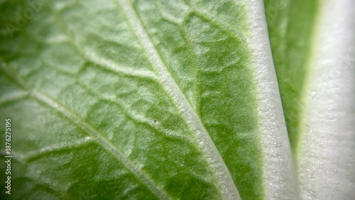Macro close-up of a fresh green bok choy leaf showing detailed veins and natural texture.