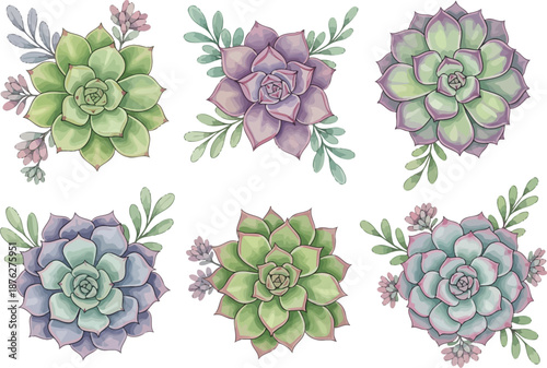 Beautiful watercolor illustration of six green and purple succulent clusters for wedding invitations