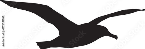  Albatross bird flying in silhouette white background.