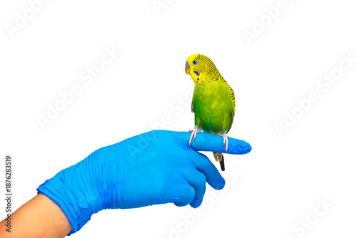 parrot on the finger of a veterinarian, ornithologist