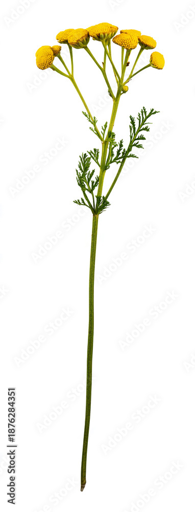 Fototapeta premium tansy flower, isolated on white background