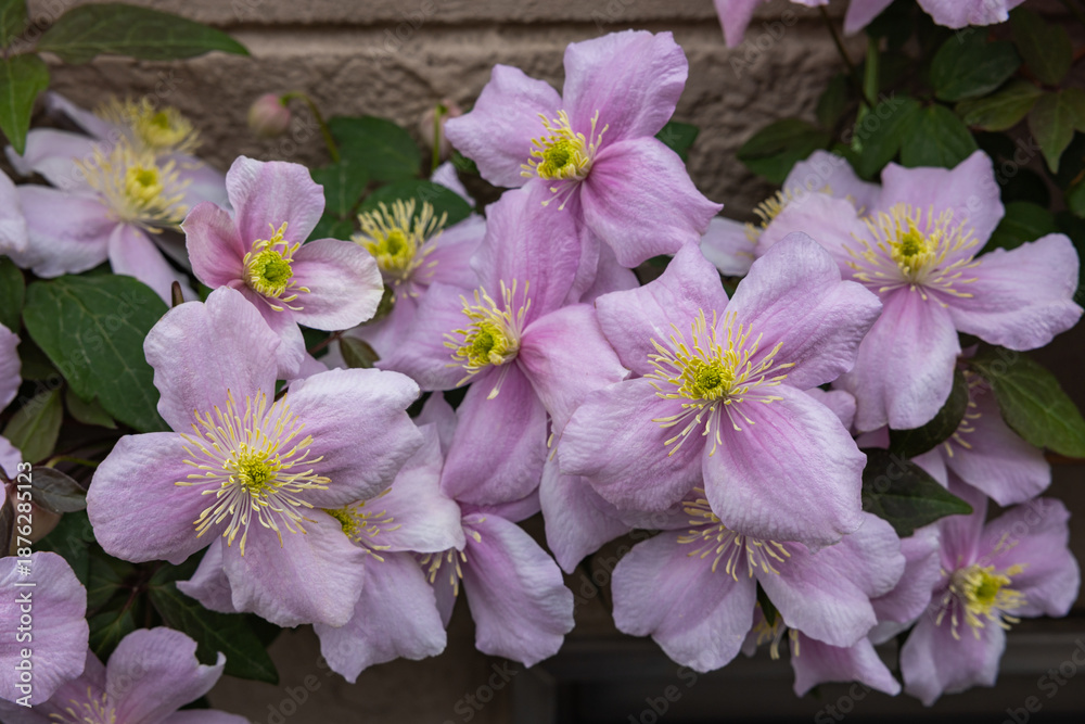 Fototapeta premium Beautiful and very fragrant clematis mayline flowers in the garden.