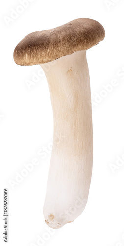 Fresh King Oyster Mushroom (Pleurotus eryngii) isolated on a crisp white background, showcasing its distinct brown cap and thick, creamy white stem, ideal for culinary and botanical themes.