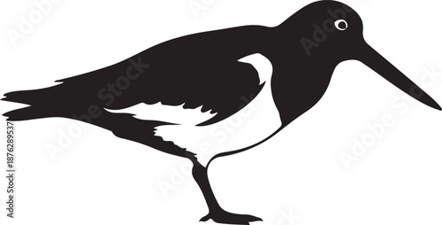 Oystercatcher in silhouette white background.1