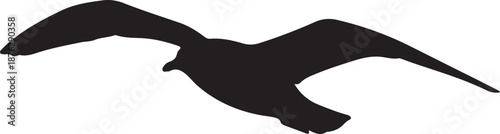 Seagull bird flying in silhouette white background.