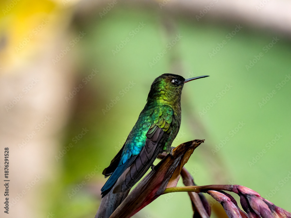 Fototapeta premium Feuerkehlkolibri (Panterpe insignis)
