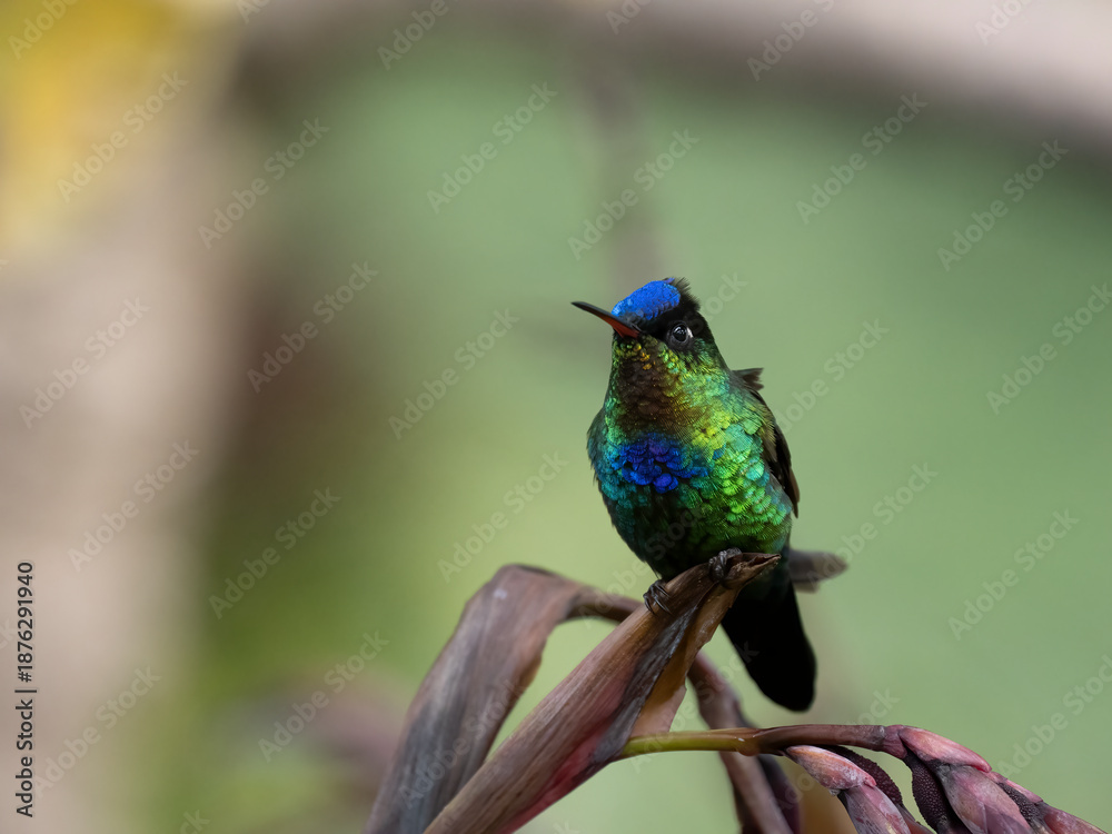 Obraz premium Feuerkehlkolibri (Panterpe insignis)