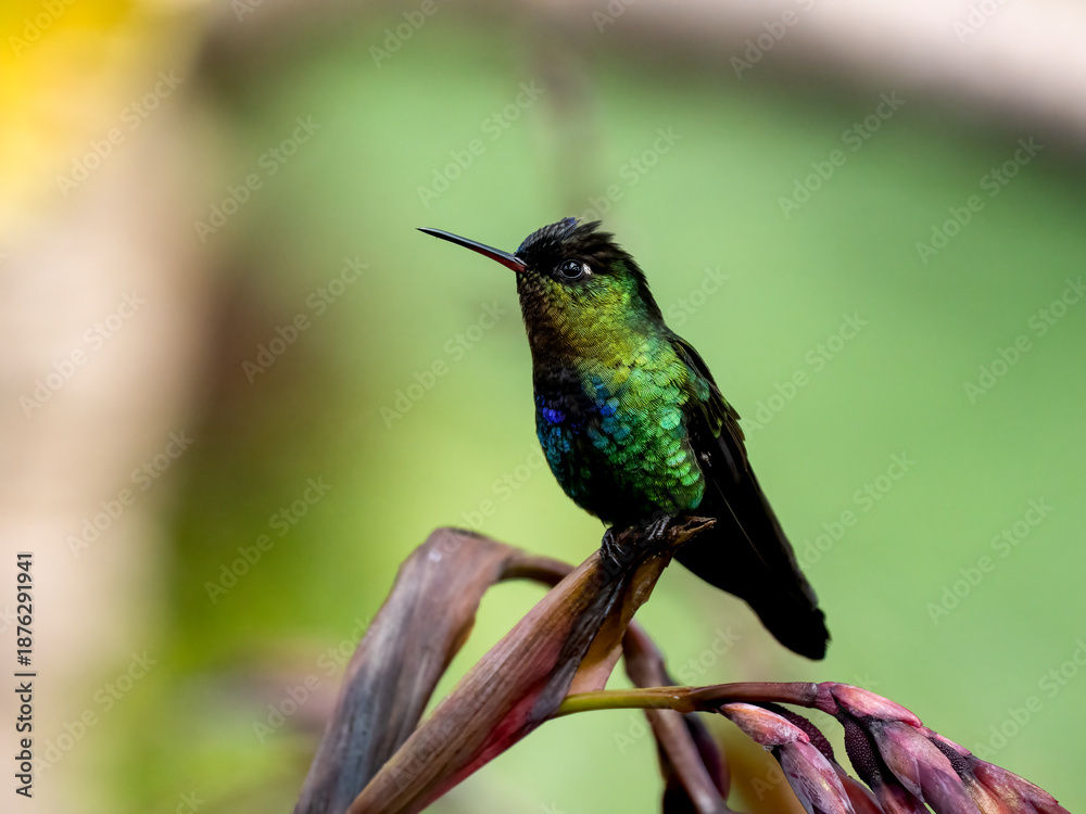 Obraz premium Feuerkehlkolibri (Panterpe insignis)