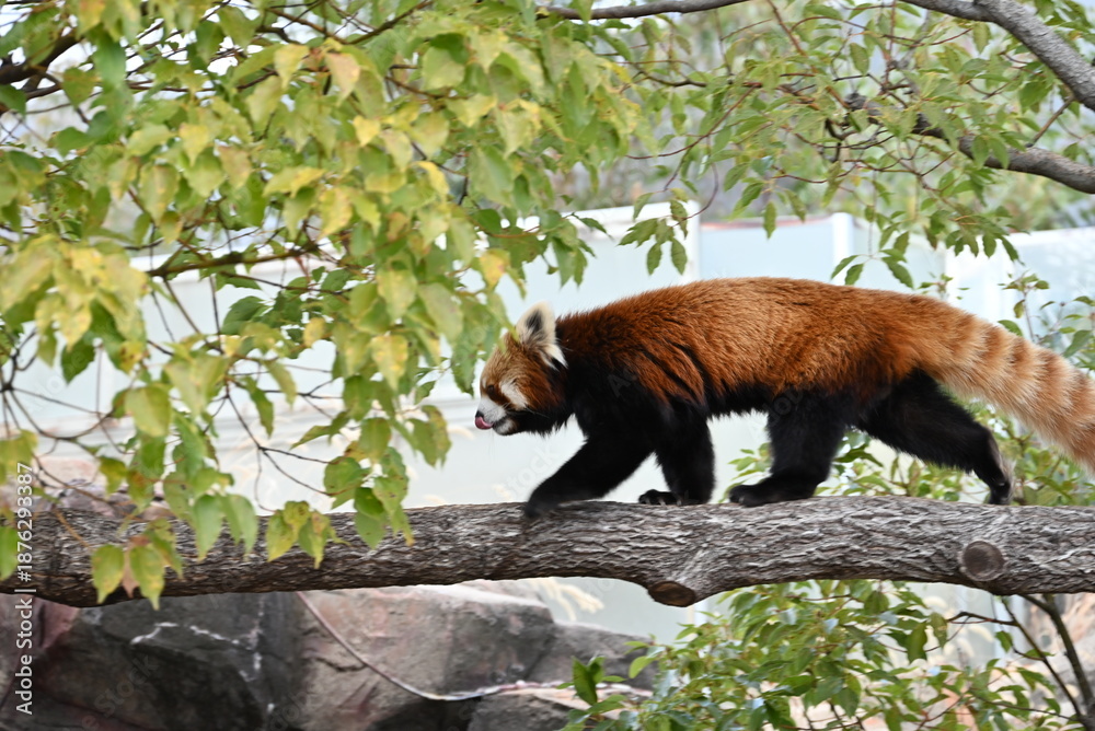 Obraz premium ふわふわの毛並みと愛くるしいレッサーパンダ