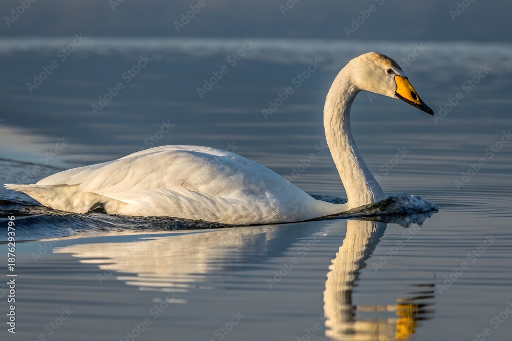 Obraz premium swan on the water