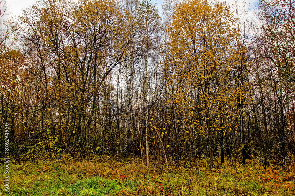 Fototapeta premium Bright birch forest in late autumn in cloudy weather