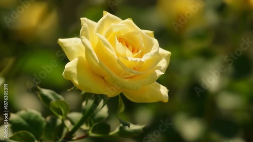 Yellow Rose Side Profile in Soft Sunlight
