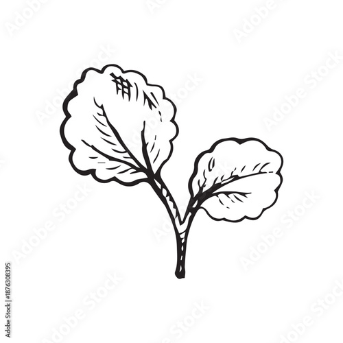 Ink line drawing of birch leaves on a twig in vintage botanical style. Suitable for labels, packaging, logos, herbal designs and nature themed prints.