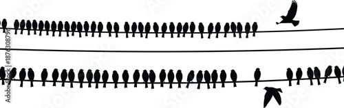 Birds silhouette sitting on electric wires, flock pattern with flying birds, freedom individuality concept, minimalist nature, black vector illustration