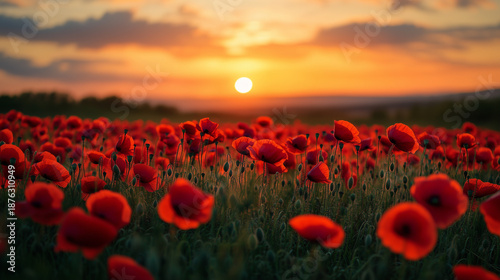 poppy field at sunset. landscape of a poppy field