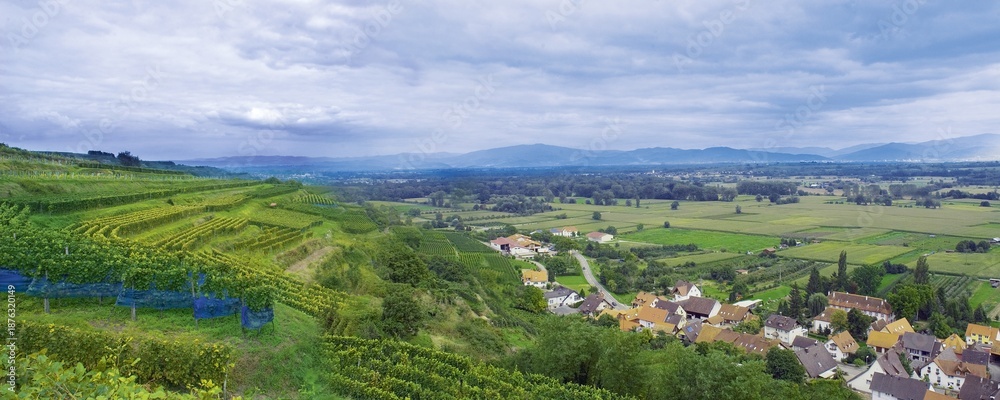 Obraz premium Weinberge Reben Trauben