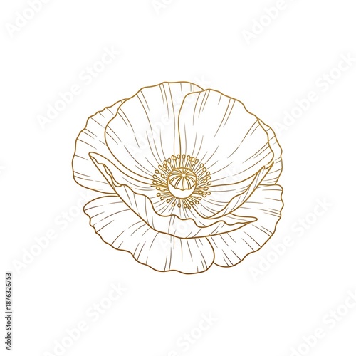 Elegant Golden Poppy Flower Line Art Illustration on White Background.