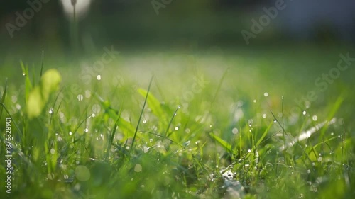Closeup of green grass with water droplets