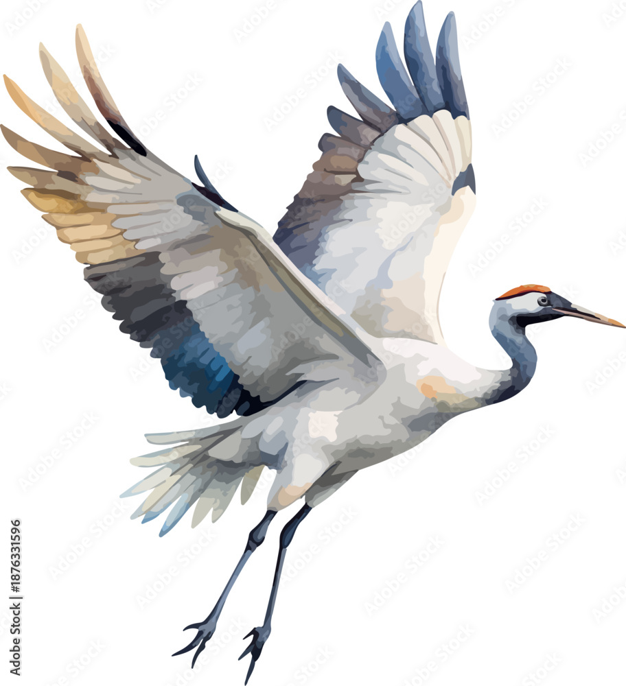 Fototapeta premium Flying Crane Water Bird – Classic Watercolor Vector Illustration