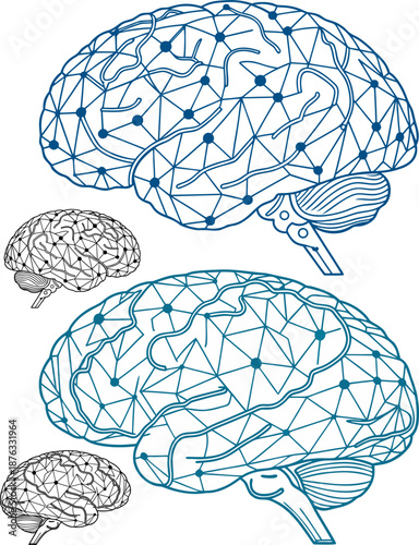 human brain