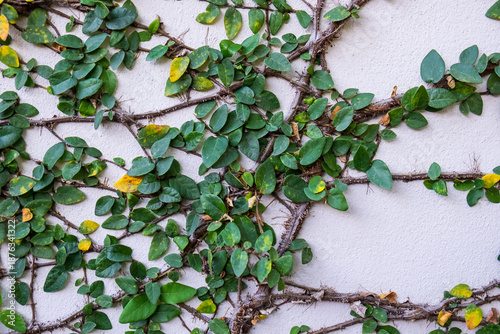 The Green Creeper Plant on the Wall