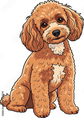 Miniature Poodle dog sitting tilting head cute curious pose