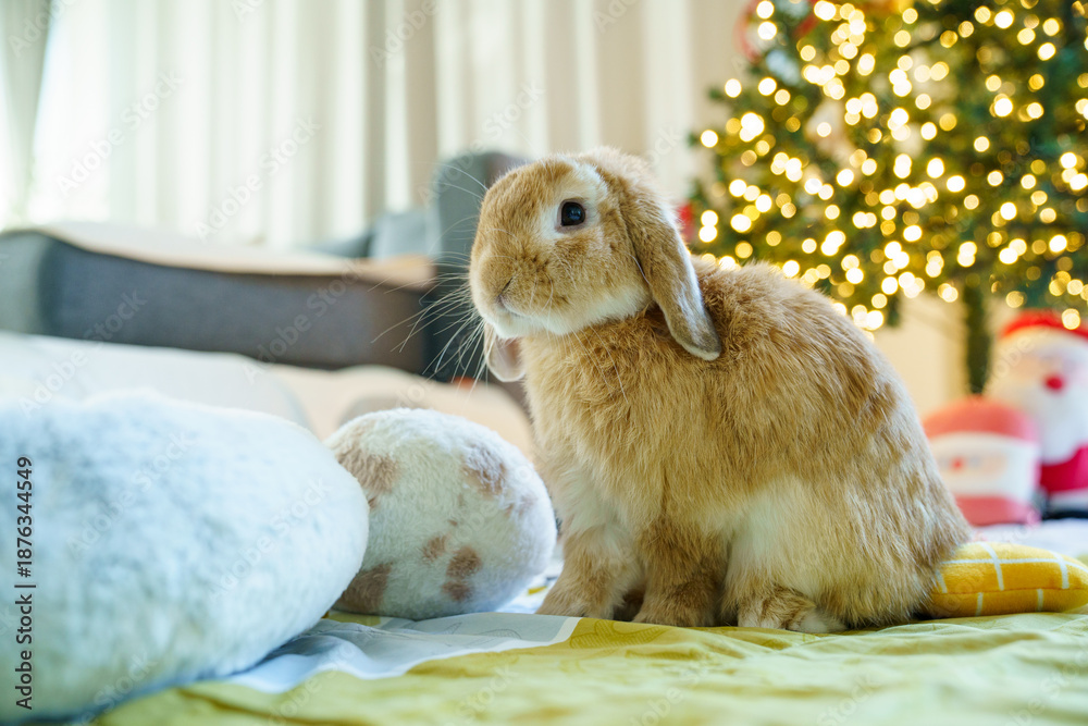 Fototapeta premium Cute lop rabbit at home with Christmas lights background