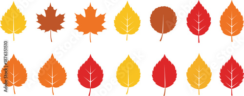 Autumn leaves collection illustration, colorful fall foliage shapes maple birch and aspen leaves for seasonal design decoration vector set