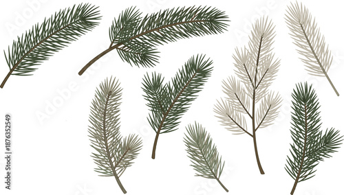 Evergreen pine branch illustration set, hand drawn fir and spruce needles botanical collection for winter forest christmas decor vector design