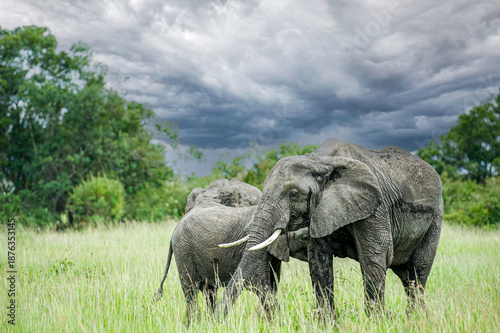 elephants in the savannah