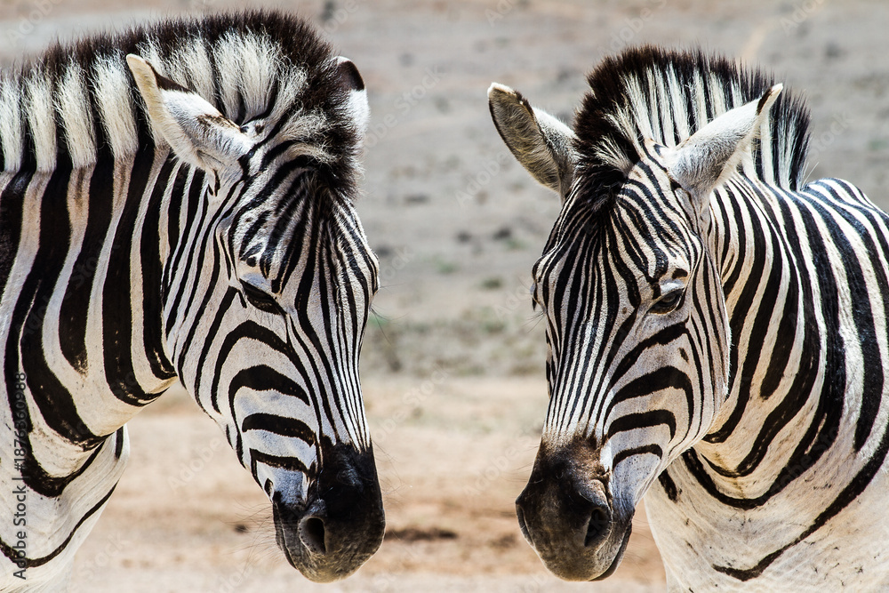 Fototapeta premium Zebras in Addo Elephant National Park, South Africa.