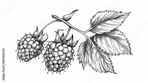 Black and white vector illustration of a single raspberry with detailed leaves, hand-drawn style, clean outline, high-quality botanical sketch, isolated on white background 