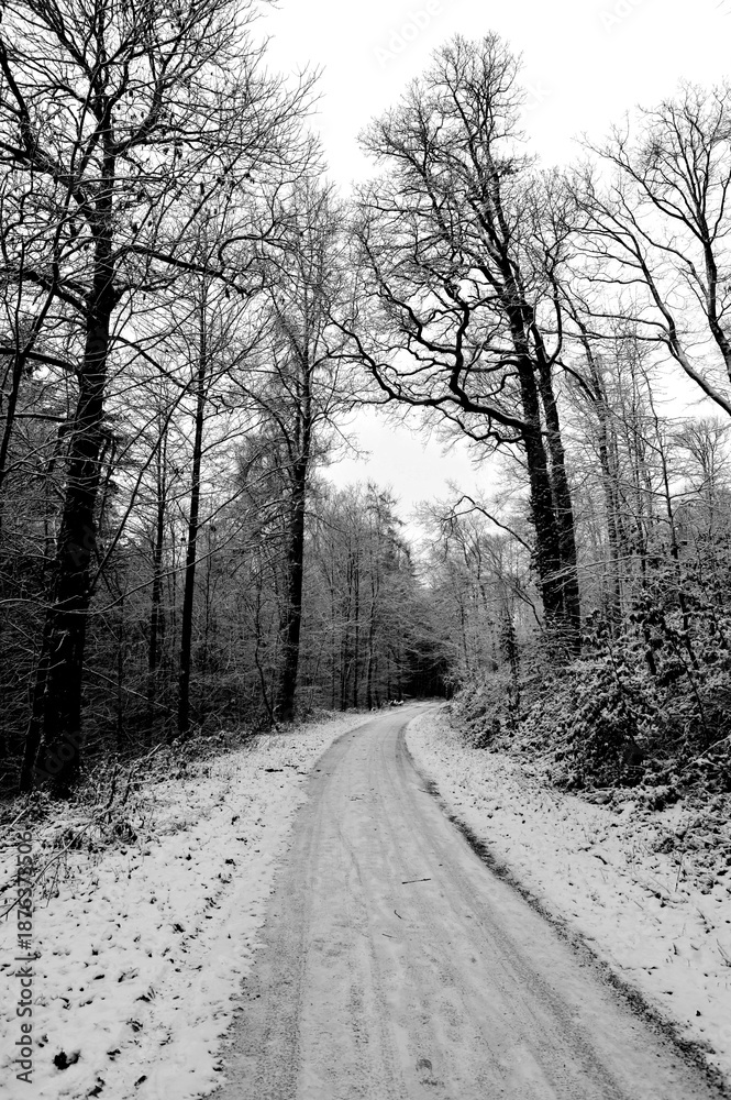 Obraz premium Peaceful Snowcovered Road Weaving Through Silent Forests Offers Reflective Winter Adventures