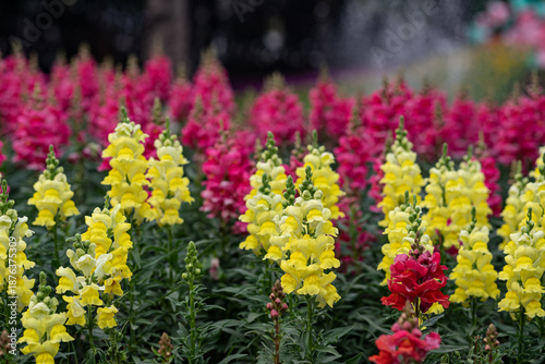 colorful Snap dragon (Antirrhinum majus) blooming in garden background with selectived focus