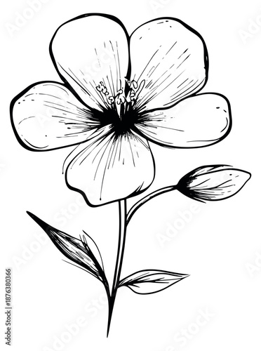 Hand drawn line art illustration of a flower depicting a blossoming plant with a bud for botanical themes