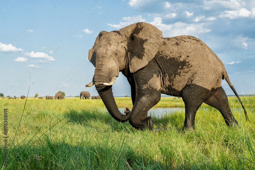 Fototapeta premium Close encounter with a bull elephant from a boat. African elephant showing dominant behaviour at the Chobe River between Botswana and Namibia in the green season.
