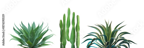 Set of Cactus, Agave, Desert Plants Isolated on White Background with Clipping Path