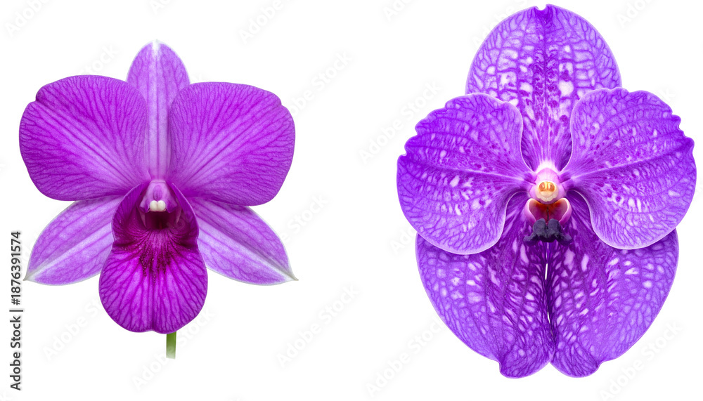 Fototapeta premium Floral set with leaves on a white background