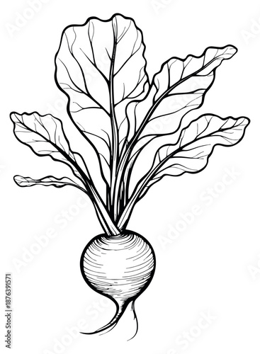 Hand drawn line art illustration of a fresh beetroot depicting a whole root vegetable with its leaves for healthy nutrition concepts