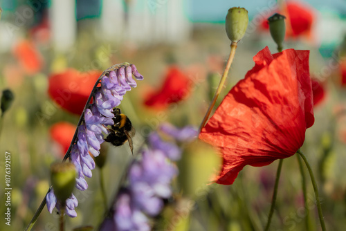 Bumblebee collecting nectar from a purple flower amidst a field of poppies