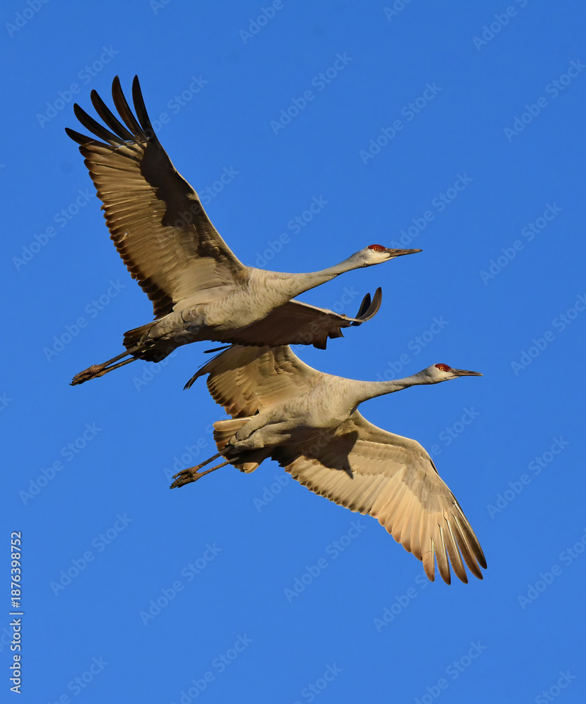 Obraz premium pair of majestic sandhill cranes in flight on a sunny day over their winter habitat of bernardo state wildlife refuge, near socorro, new mexico