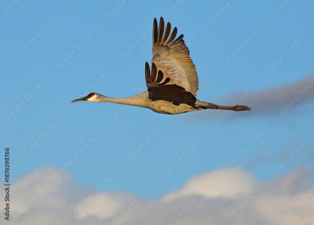 Obraz premium close up of a majestic sandhill crane in flight on a sunny day over its winter habitat of bernardo state wildlife refuge, near socorro, new mexico