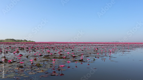 Cuadro en lienzo Red lotus lake in Udon Thani, Thailand