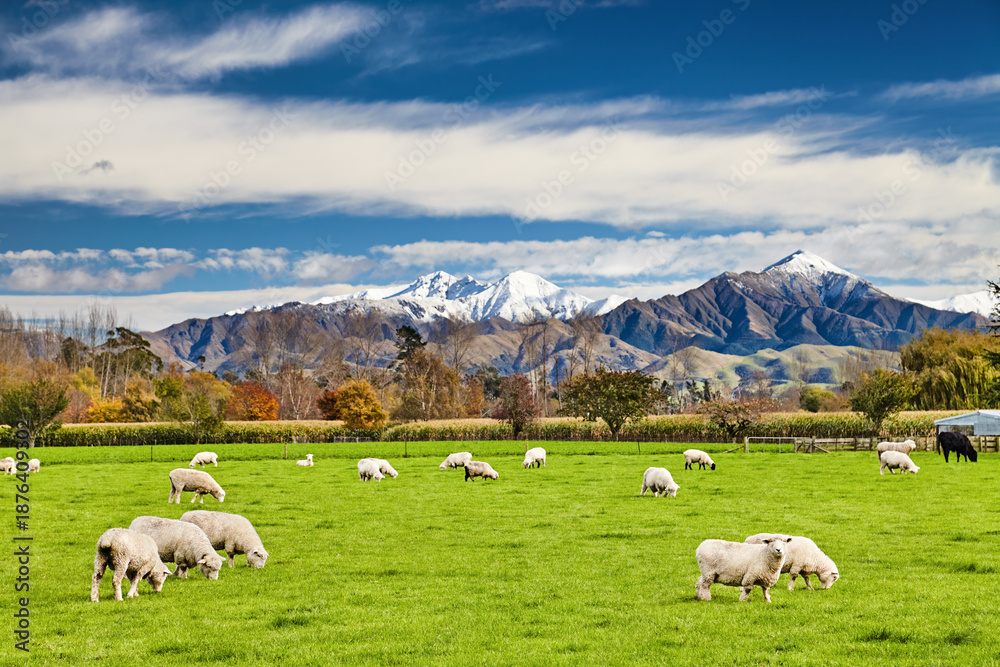 Fototapeta premium Beautiful New Zealand landscape with grazing sheep