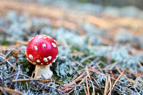 Fotografie Amanita muscaria or fly agaric or fly amanita basidiomycetes of genus Amanita