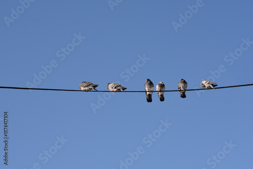 Six pigeons perched in a row on a black electrical cable stretching across a clear and bright blue sky