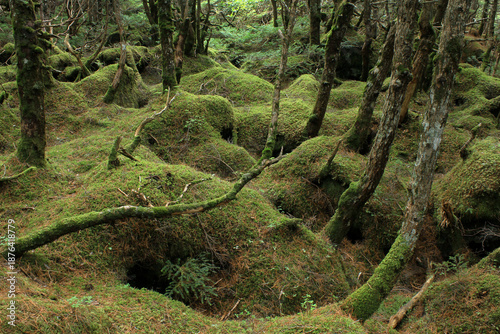 白駒の池・苔と原生林